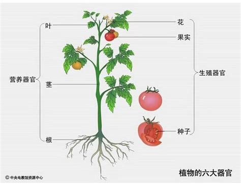 根的種類|根（植物的六大器官之一）